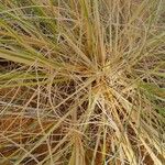 Stipagrostis acutiflora Hoja