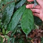 Boschia griffithii Лист