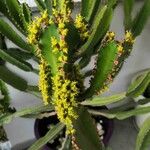 Euphorbia triangularis Flower