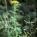 Jacobaea adonidifolia Vivejo