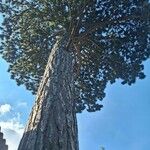 Pinus nigra Corteza