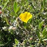 Cistus lasianthus Цветок