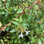 Abelia angustifolia Лист