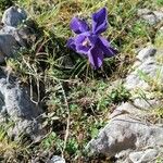 Aquilegia pyrenaica Flower