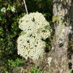 Viburnum prunifolium Lorea
