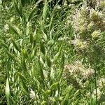 Bromus hordeaceus Habit