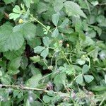Medicago polymorpha Vivejo