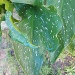 Zantedeschia albomaculata Folha