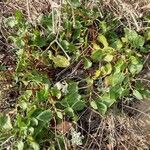 Rumex roseus Hábito