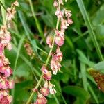 Rumex scutatus പുഷ്പം