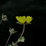 Potentilla argyrophylla Natur