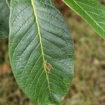 Rhododendron macabeanum Yaprak