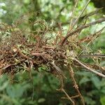 Asplenium paucijugum Inny