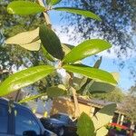 Quercus fusiformis Leaf