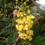 Biancaea decapetala Flower