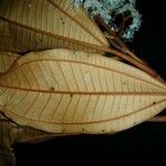 Miconia punctata Deilen