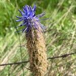 Phyteuma betonicifolium Flor