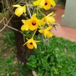 Dendrobium chrysotoxum Flower