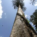Celtis mildbraedii Rinde