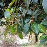 Ficus rubiginosaFolha