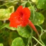 Tropaeolum peltophorum Virág