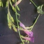 Strobilanthes attenuata Flower