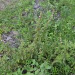 Melochia villosa Alkat (teljes növény)