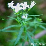 Houstonia longifolia 形态