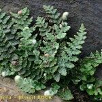 Cosentinia vellea Libunga
