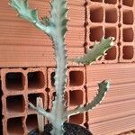 Euphorbia lactea പുഷ്പം