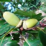 Quercus petraea Frucht