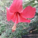 Hibiscus rosa-sinensis Blomma