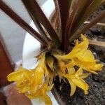 Calathea rufibarba Blüte