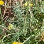 Helichrysum arenarium Ліст