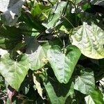 Ipomoea tiliacea Leaf