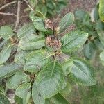 Rhododendron orbiculare List