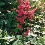 Astilbe japonicaFlower