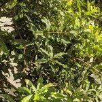 Macadamia integrifolia Лист