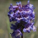 Penstemon procerus Çiçek