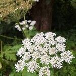 Heracleum maximum Blüte