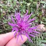 Centaurea stoebe Blüte