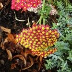 Achillea distans പുഷ്പം