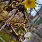 Forsythia intermedia 花