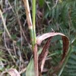 Setaria parviflora 其他