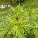 Cirsium alsophilum Flower