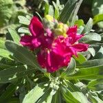 Matthiola incanaFlower