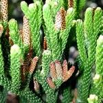 Dacrydium araucarioides Celota
