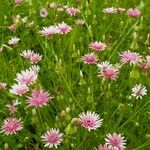 Crepis rubra Hábito