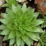 Sempervivum globiferum Folla