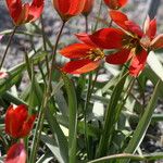 Tulipa orphanidea Blüte